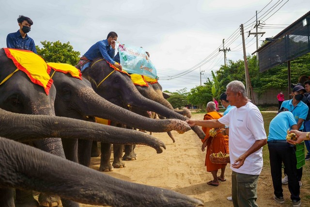 ปางช้างสวนนงนุชพัทยา จัดพิธีรับขวัญลูกช้างแฝด เชือกละแม่ สุดยิ่งใหญ่