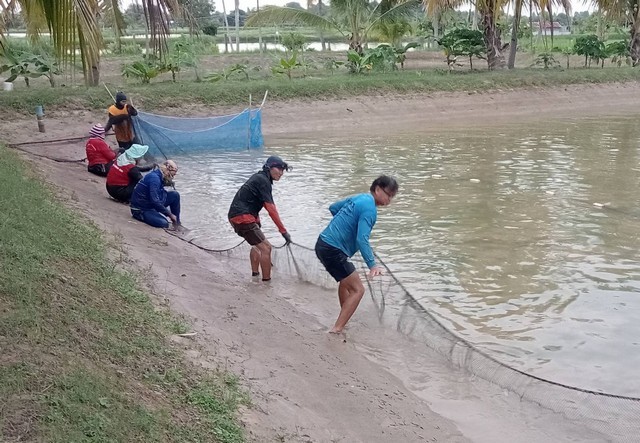 กาฬสินธุ์เกษตรกรเร่งสำรวจปลาหมอคางดำป้องกันหลุดเข้าในบ่อเลี้ยงกุ้งก้ามกราม ยังบ่มี!