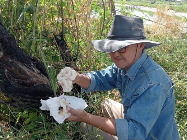 กาฬสินธุ์นักวิจัยลุยเก็บตัวอย่างเห็ดหลินจือ-เห็ดขอนขาว-เห็ดบดสายพันธุ์อีสาน