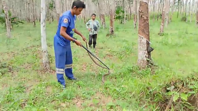 สงขลา-ชาวสวนผวา งูเห่าหนีไปซุกใต้ตอไม้ ต้องจับรีดพิษก่อนปล่อยป่าธรรมชาติ