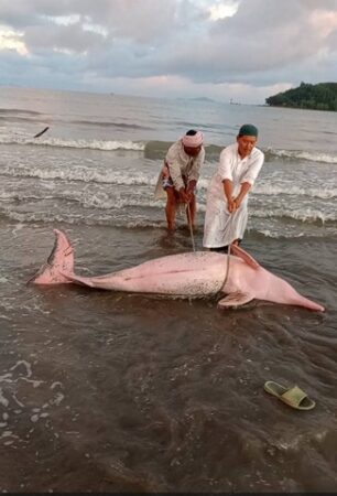 สตูล นาทีชีวิต ชาวบ้านริมทะเลช่วยโลมาสีชมพู เกยหาดแหลมสนสตูลได้สำเร็จ หลังพบบาดเจ็บคาดว่าพลัดหลงคลื่นลมแรง