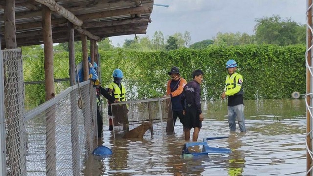 สุโขทัย ระดับน้ำยมวังใหญ่ลดแต่ไปเติมที่ บ้านกล้วย กู้ภัยต้องช่วยย้ายน้องหมาจ่าละหวั่น