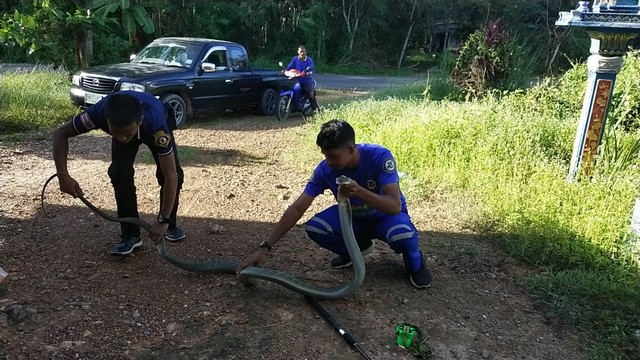 สงขลา-สงสัย จงอางตัวใหญ่ เที่ยวงานชิงเปรตเพลิน กลับไปเข้าห้องนอนบ้านคน พกพาความดุร้ายมาด้วย