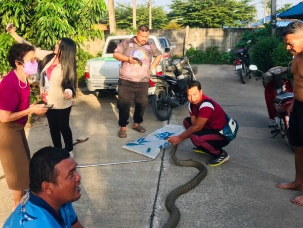 คลิป เจ้าหน้าที่มูลนิธิอริโยสามัคคีนาทวีจับจงอางยักษ์ยาวเกือบ 4 เมตร เข้าบ้าน ถือเลขเด็ดบ้านเลขที่งวดนี้