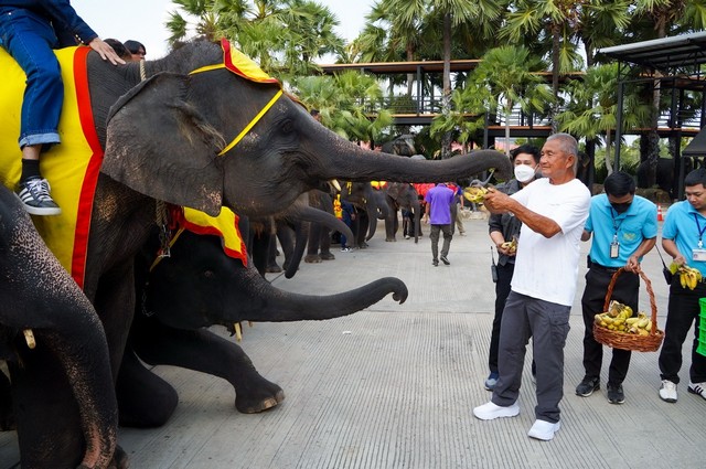 ช้างสวนนงนุชพัทยา มีลูกชาย5เชือกไม่มีลูกสาวเลย ฉลองอย่างยิ่งใหญ่เป็นของขวัญปีใหม่ 2568