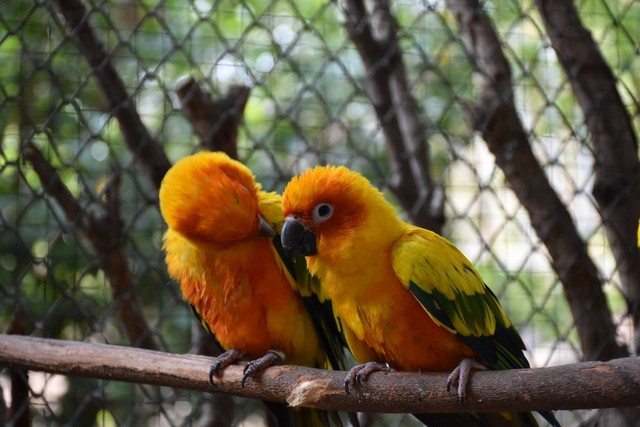 สวนสัตว์ขอนแก่น สร้าง “รังรัก” ให้นกแก้วซันคอนัวร์ ต้อนรับเทศกาลวันวาเลนไทน์