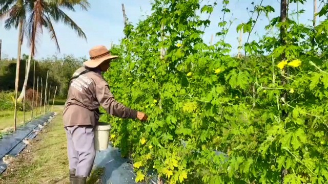 สงขลา-เกษตรกรอำเภอเมืองสงขลา จังหวัดสงขลา ต่างฟื้นฟูแปลงปลูกพืชผักอายุสั้นสร้างรายได้ หลังจากได้รับผลกระทบจากอุทกภัย(น้ำท่วม)ตั้งแต่ปลายปีที่ผ่านมา