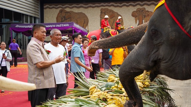 สวนนงนุชพัทยา จัดงานใหญ่วันช้างไทย 13 มีนาคมของทุกปีพร้อมเลี้ยงบุฟเฟต์ขันโตกผลไม้ยักษ์สูงกว่า 3 เมตร