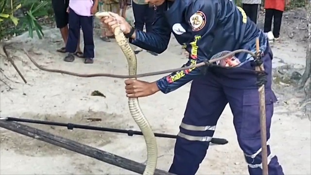 หน้าร้อน จงอางหิวน้ำ เลื้อยลงบ่อกินน้ำ ผลขึ้นไม่ได้ ร้อนถึงทีมอสรพิษฯต้องช่วยจับขึ้นมา