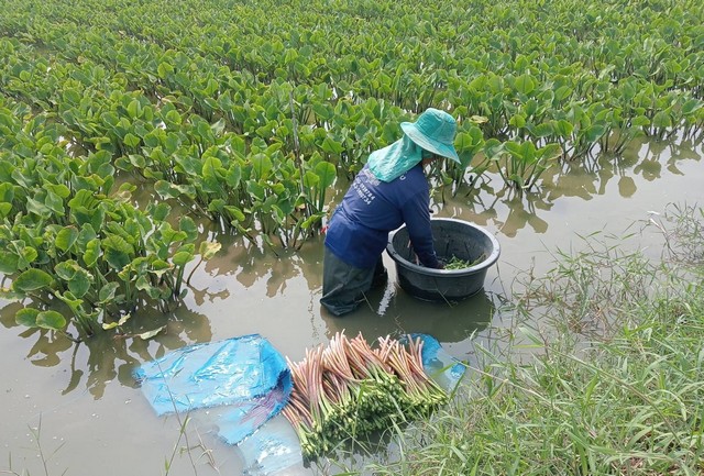 กาฬสินธุ์ชาวบ้านเก็บผักพายธรรมชาติมาปลูกส่งขายรายได้งาม