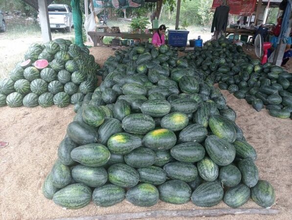 กาฬสินธุ์เศรษฐกิจพ่นพิษฉุดตลาดซื้อขายแตงโมซบเซาเทียบเท่ายุคโควิด