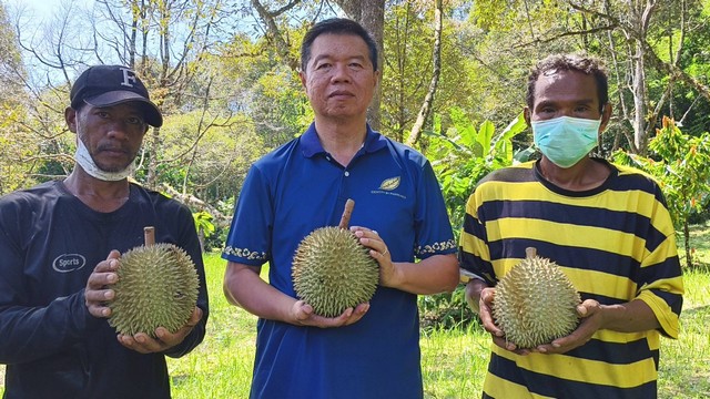 พังงา-ชาวสวนทุเรียนสาลิกามีเฮ!!ผลผลิตทุเรียนสาลิกาปี 68 ออกสู่ตลาดกว่า 400 ตัน สร้างรายได้กว่า 100 ล้านบาท