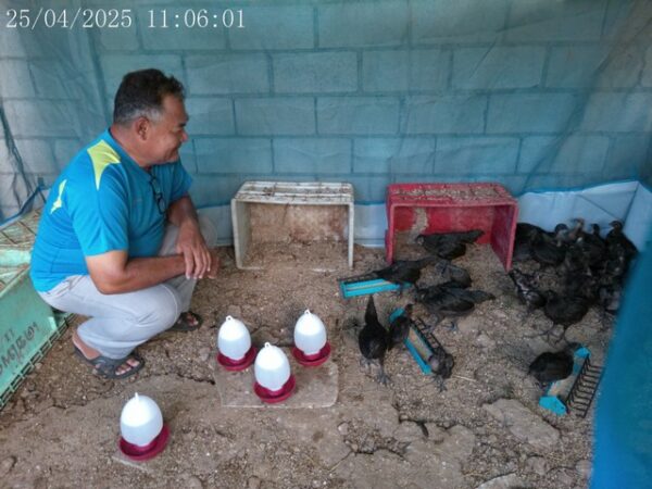 นราธิวาส-กลุ่มวิสาหกิจชุมชนวัดประชาภิรมย์ปลื้มปิติ ขยายพันธุ์พระราชทานฯ ไก่ดำสำเร็จสร้างรายได้พร้อมขยายพื้นที่