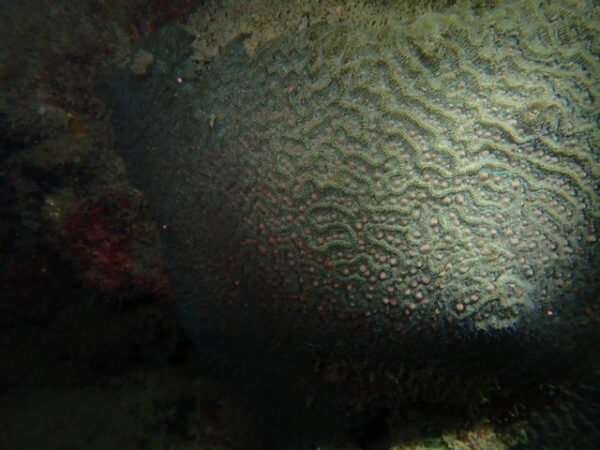 สุราษฎร์ธานี-เกาะสมุย – ปะการังออกไข่จำนวนมากในพื้นที่อุทยานแห่งชาติหมู่เกาะอ่างทอง