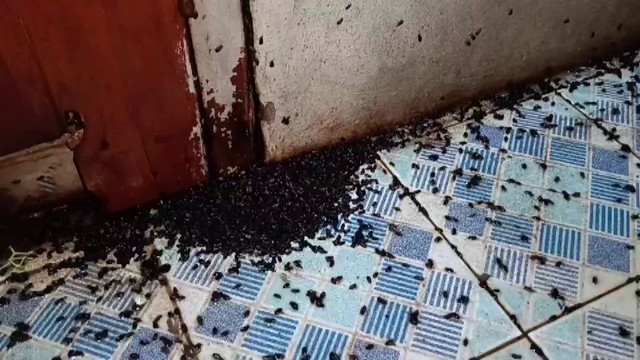 เพชรบูรณ์ แมลงปีกแข็งบุกกุฏิ พระวอนช่วยเหลือ ที่ผ่านมาต้องทนความเดือดร้อนมานานกว่า 5 ปี