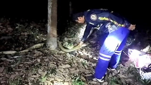 เห็นจะจะจงอางยักษ์ขย้อนตัวแลนออกมา แถมโชว์จับหัวจงอางด้วยมือเปล่าๆเห็นชัดq