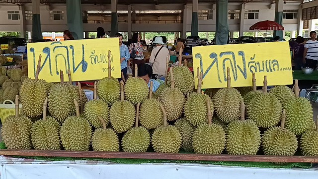 จ.อุตรดิตถ์/คึกคัก นักท่องเที่ยวแห่ซื้อทุเรียนลับแล