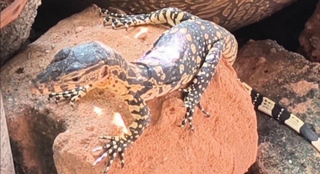 นครนายก ชาวบ้านตั้งชื่อน้องลูซี่ ลูกตัวเงินตัวทองออกมาให้ชาวบ้านยลโฉมทุกวันเชื่องมากไม่หนีสามารถถ่ายภาพได้ใกล้ๆเชื่อว่ามาให้โชคใกล้วันหวยออก