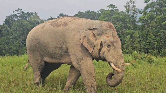 นครนายก ช้างป่าเขาใหญ่ “งวงทอง” ปรากฏตัวให้นทท.ชมวันแรงงาน