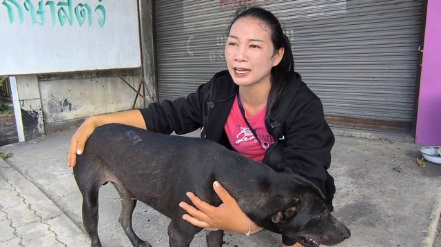 นครนายก ชาวบ้านมาแจ้งที่ป้อมตำรวจจราจรให้ช่วยเรียกรถกู้ภัยฯนำสุนัขถูกคนใจร้ายใช้ปืนฉมวกยิงได้รับบาดเจ็บ