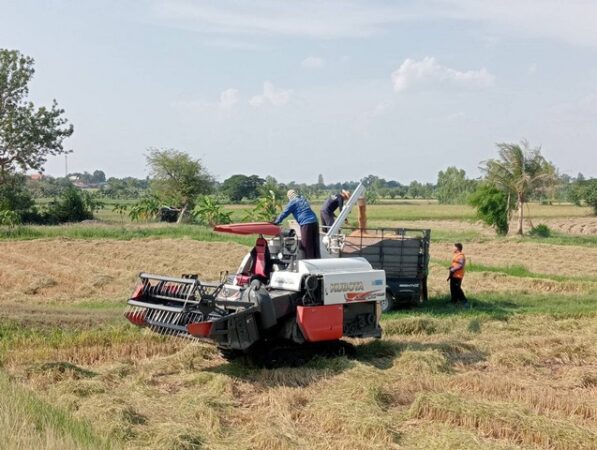 กาฬสินธุ์ฤดูกาลเก็บเกี่ยวเขื่อนลำปาวหยุดส่งน้ำเข้าคลองชลประทานเตรียมวางแผนบริหารจัดการหน้าฝน