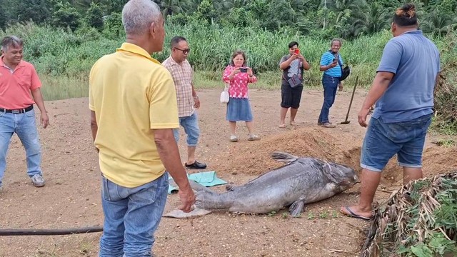 พังงา-ชาวบ้านริมคลองพังงา แตกตื่นซากปลาบึก น้ำหนักกว่า 100 กิโลกรัม ลอยหน้าฝายน้ำล้นคลองพังงา