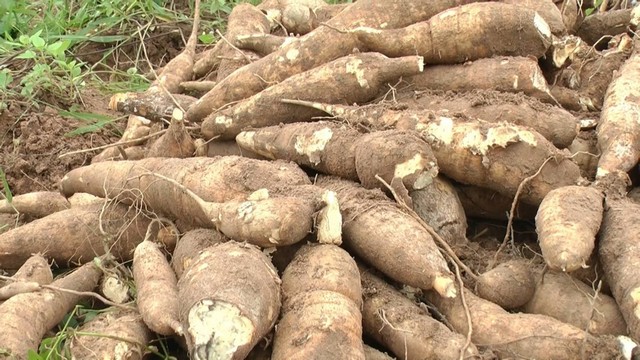 บุรีรัมย์ ภูมิใจไทยซัดรัฐบาลไม่ยอมแก้ไขราคามันสำปะหลังต้องปราบนำเข้า