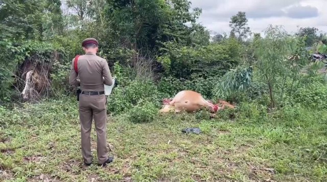 บุรีรัมย์-ผวาโจรซอยจุ๊ตระเวนชำแหละวัวชาวบ้านถึงคอก วอนตำรวจเร่งล่าตัว