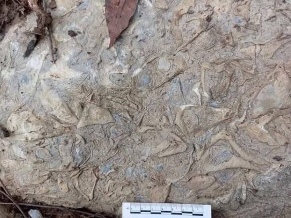 สุราษฎร์ธานี-พบซากดึกดำบรรพ์ อำเภอพระแสง จังหวัดสุราษฎร์ธานี สำนักงานทรัพยากรธรณี เขต 4 เร่งตรวจสอบ