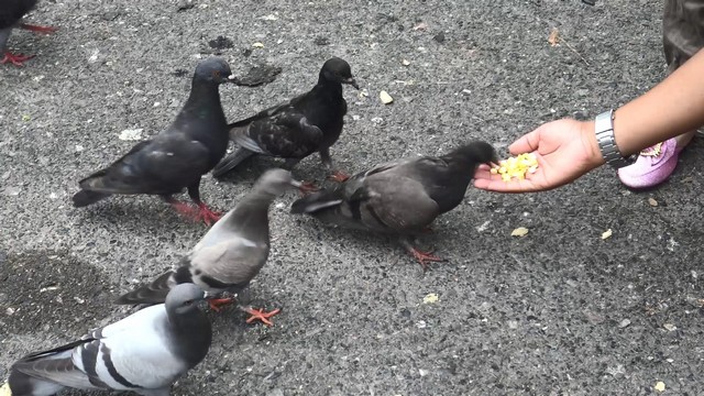 สงขลา-ลิงปาร์ตี้ผลไม้มะม่วง เงาะและแก้วมังกร อย่างอิ่มหนำสำราญ หลังมีสองสาวผู้ใจบุญเดินทางมาท่องเที่ยวและให้อาหารลิงอย่างมีความสุข