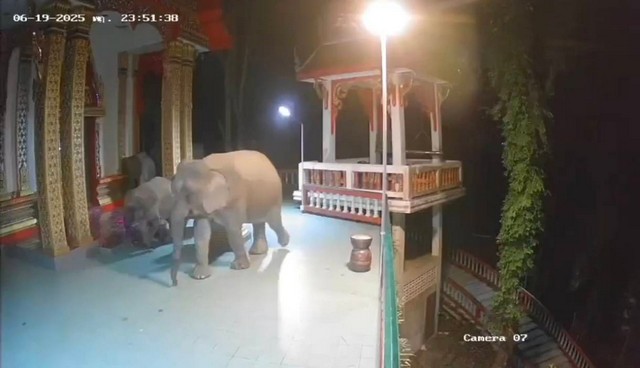 นครนายก ช้างป่า1โขลงกว่า10 ตัวได้เดินขึ้นมาบนโบสถ์ขณะพระสวดมนต์นั่งสมาธิทำให้แท็งค์น้ำเสียหาย
