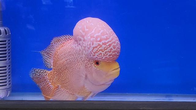 ปทุมธานี เปิดประสบการณ์ความมหัศจรรย์ของโลกใต้น้ำกับ FISHTIVAL 2025 ที่ยกทัพพาเหรดสัตว์น้ำกว่า 3,000 ตู้ ในงาน วันประมงน้อมเกล้าฯ ครั้งที่ 35 เทศกาลสัตว์น้ำที่ยิ่งใหญ่ที่สุดในประเทศไทย