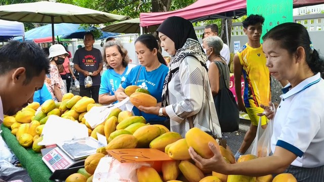 สงขลา-เหมาสวน มะละกอพันธุ์ Red Lady มา 3 แปลง 1,200 กิโลกรัม มาให้ชาวสงขลาได้ชิมรสชาติมะละกอที่อร่อยจากจังหวัดพัทลุง ในราคาขายส่งกิโลกรัมละ 25 บาท ขายดิบขายดีลูกค้าเพียบ