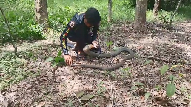 จงอางตัวใหญ่ยาว 3.50 เมตร กินงูสิงหางลาย คนกรีดยางผวา รีบแจ้งทีมอสรพิษวิทยาภาคใต้ มาจับ แห่ตีเลขเด็ด