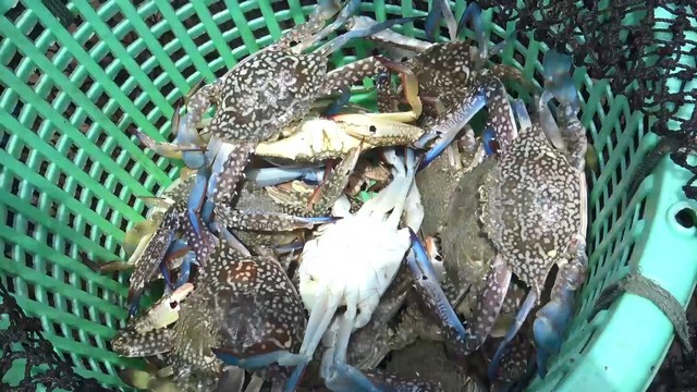 สงขลา-ชาวประมงพื้นบ้านชุมชนบ้านบ่ออิฐ สงขลาได้เฮ !!!! ออกเรือวางอวนปูบริเวณชายฝั่งจังหวัดสงขลา แต่ละลำสามารถจับปูได้ 5 – 7 กก. เนื่องจากในช่วงนี้