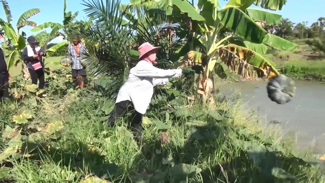 สงขลา-สีสัน เกษตรกรปลูกฟักทอง อ.ระโนด ลงแขกเก็บฟักทองโดยใช้ภูมิปัญญาชาวบ้าน ขนถ่ายฟักทองที่เก็บเกี่ยวผลผลิตออกจากแปลงปลูก