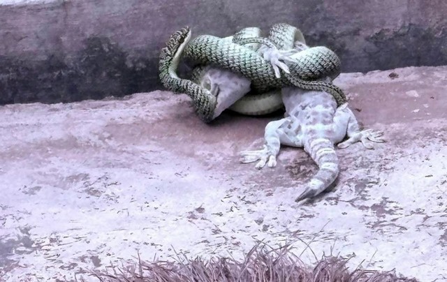 นครนายก คลิปงูเขียวกอดรัดตุ๊กแกหวังจะกินตับแม่บ้านช่วยทันรอดหวุดหวิด ส่องเลขบ้าน 100