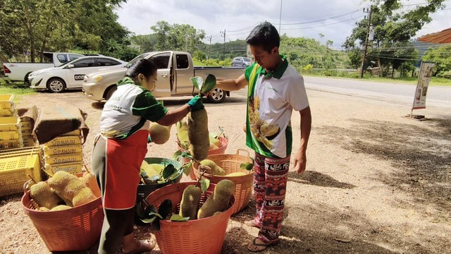 พังงา-!!วางแผงแล้ว!!จำปาดะ ผลไม้ของขึ้นชื่อของจังหวัดรสชาดพันธุ์พื้นบ้านลูกค้าทยอยซื้อแน่นตั้งแต่ช่วงต้นฤดูกาล