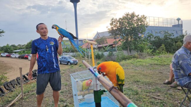 ชลบุรี-นกก็มี GPS! บินไกลแค่ไหนก็กลับมาได้ ปล่อยนกแก้วบินอิสระกลางฟ้าสัตหีบ