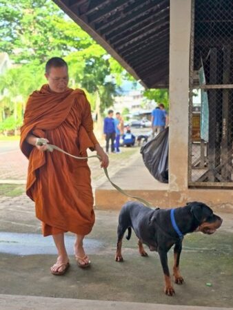 เชียงใหม่-พระครูอ๊อด เยี่ยมอาการร็อตไวเลอร์ 4 ตัวถูกทิ้งกลางป่าหลังได้รับการช่วยเหลือ