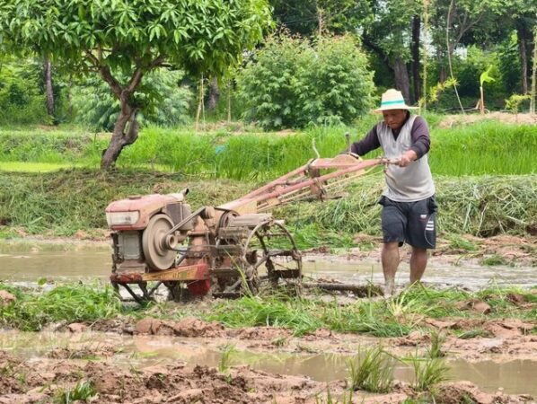 กาฬสินธุ์-วัดพระธาตุหมื่นหินร่วมตำรวจสภ.เขาวง ฝ่ายปกครอง ลงแขกปักดำนาสืบสานประเพณีวิถีชีวิตชาวนาไทย