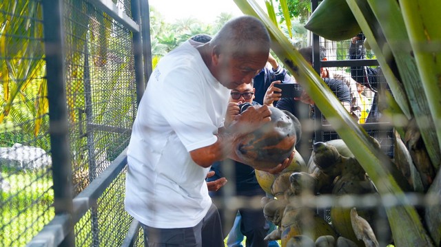 จากเกาะเซเชลส์สู่พัทยา! สวนนงนุชฯ สร้างความสำเร็จระดับโลก ปลอก “มะพร้าวทะเล” หายาก 9 ลูก พบเมล็ดแฝดรวม 10 เมล็ด มูลค่าทะลุล้านบาท สะท้อนภารกิจอนุรักษ์พันธุ์พืชหายากของไทยสู่เวทีโลก