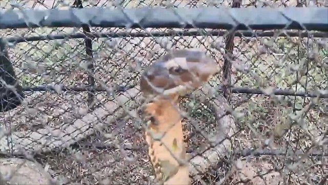 จงอางติดไซดักปลา ถือบ้านเลขที่เป็นเลขเด็ด เลขดัง