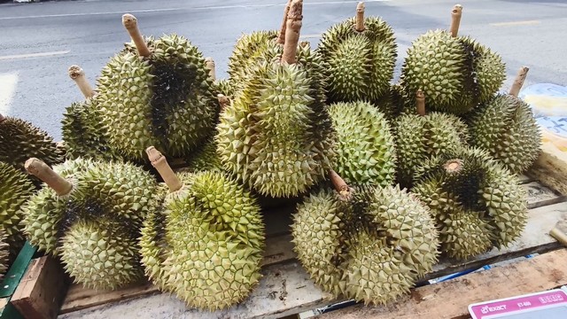 สงขลา-คุณป้าสาวสู้ชีวิต ปรับเปลี่ยนการขายสินค้า ในช่วงหน้าทุเรียนออกมาเป็นจำนวนมาก โดยหันมาขายทุเรียนเป็นการเฉพาะกิจ