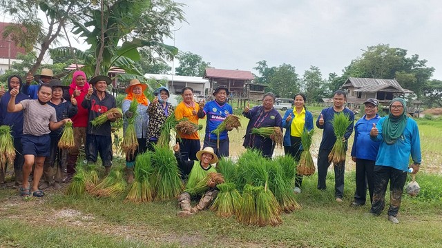 กาฬสินธุ์นายอำเภอยางตลาดนำกำนัน-ผู้ใหญ่บ้านสืบสานประเพณีลงแขกดำนา