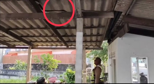 นครนายก คลิปตร.กำลังรดน้ำต้นไม้ไม่รู้มีงูเหลือมอยู่บนหลังคา เพื่อนเห็นถ่ายคลิปไว้