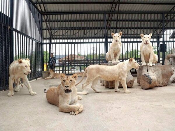 มุกดาหาร​ “ชั่งทองฟาร์ม” แจงอยู่ระหว่างดำเนินการขออนุญาต ปมถูกร้องเปิดสวนสัตว์ใน จ.มุกดาหาร