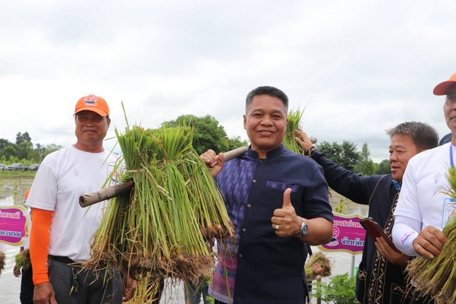 กาฬสินธุ์จิตอาสาจัดกิจกรรมดำนาก้าวตามรอยพ่อ ปักดำวันแม่ เก็บเกี่ยววันพ่อ