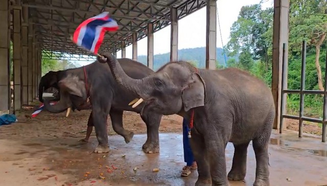 เชียงใหม่-“ช้างไทยร่วมส่งใจสู่ชายแดน” สองช้างหนุ่มเมืองเหนือแสดงพลังงวงเพื่อชาติ สื่อสารความห่วงใยจากผืนป่าแม่แตง