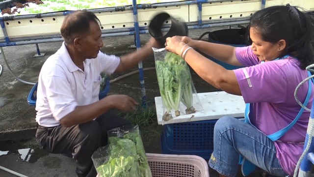สงขลา-เกษตรกรสองสามีภรรยาเก็บผักกาดขาว และผักคะน้าเห็ดหอมไฮโดรโปนิกส์ “ผักไร้ดิน” ขายส่งให้กับแม่ค้าและลูกค้าตามที่มีออเดอร์